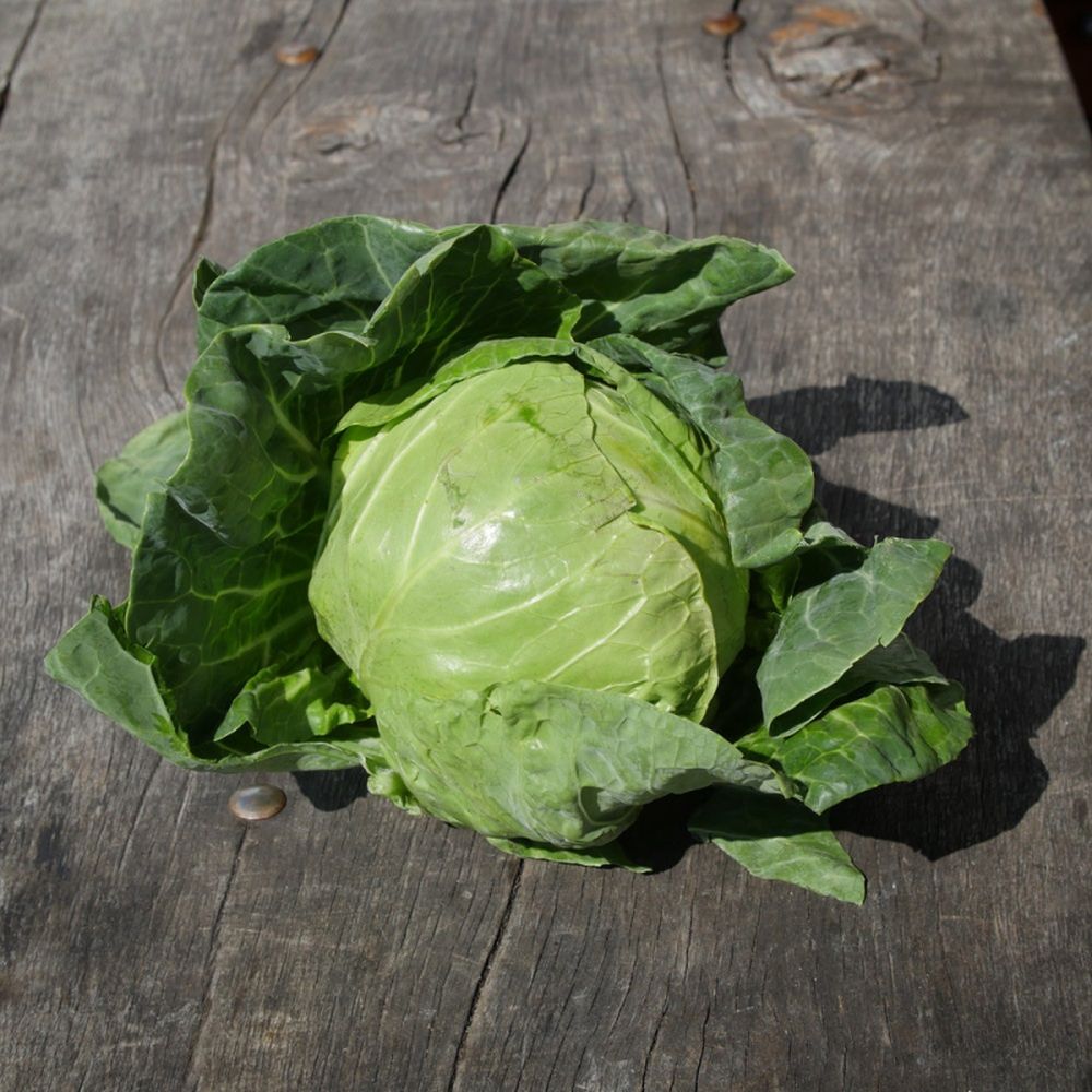 Cabbage Primo (ii)